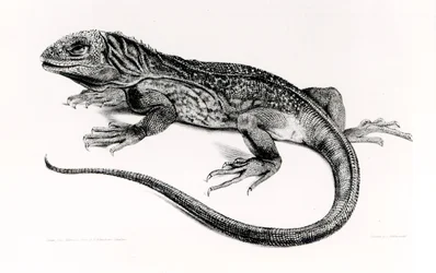 Hüllő, illusztráció a H.M.S. Beagle utazásának zoológiájából, 1832-36, Charles Darwin (1809-92)