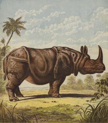 Rinocérosz (színes litográfia)