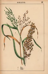 Rizs és köles  , a "The Instructive Picturebook, or Lessons from the Vegetable World", [Charlotte Mary Yonge], Edinburgh