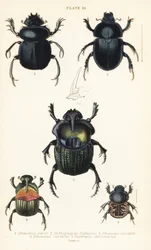 Szent szkarabeusz, Scarabaeus sacer 1, ganajtúró bogarak, Onthophagus nuchicornis 2, Coprophanaeus lancifer 3, Sulcophanaeus carnifex 4, és földbe ásó ganajtúró bogár, Geotrupes stercorarius 5