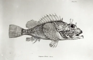 Scorpion Fish, 8. lemez a H.M.S. Beagle utazásának zoológiájából, 1832-36, Charles Darwin