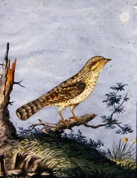 Tanulmány egy madárról, 1800 körül (guache papíron)