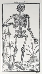 A csontok elülső része, lemez a The Historie of Man-ból, amelyet John Banister (1540-1610) adott ki, 1578