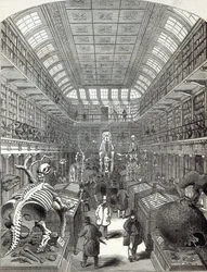 A Hunterian Múzeum, a Királyi Sebészkollégiumban, a "The Illustrated London News" 1845. október 4-i számából.