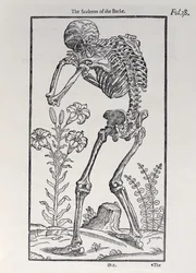 A hátlap csontváza az Ember történetéből, John Banister (1540-1610), 1578