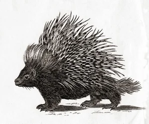 A címeres sündisznó (Hystrix cristata), egy 18. századi metszetről (metszet)