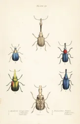 Zsizsik: Attelabus longicollis 1, Attelabus gematus 2, Attelabus ruficollis 3, Byctiscus populi 4, Rhycnhites pubescens 5 és Rhynchites collaris 6