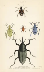 Zsizsik és bogarak: Curculio latreillii 1, Curculio sexdecempunctatus 2, Trichaptus mutillarius 3, Pissodes castaneus 4 és Calandra heros 5