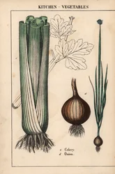 , a "The Instructive Picturebook, or Lessons from the Vegetable World", [Charlotte Mary Yonge], Edinburgh