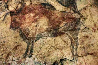 Bison. Barlangfestmény Altamira, Santander, Spanyolország (festmény)