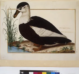 Egész oldal: állattanulmány, 1650-75 körül (tempera pergamenre)