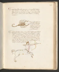 Egész oldal: szöveg a zodiákus jegyeivel: "Skorpió", 1470 körül (tollal és ecsettel készült rajz).
