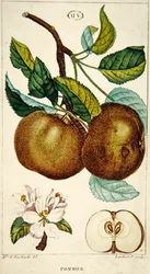 Almafa, Lambert metszete, 1820 körül (színes metszet)
