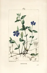 Kis sziklák - Kis sziklák, Vinca minor, virággal, levéllel, szárral, gyökérrel és maggal. Lambert Junior kézi csíkos rézmetszete Ernestine Panckoucke rajzából, Chaumetonból, Poiret és Chamberet „” La Flore Medicale”,” P.