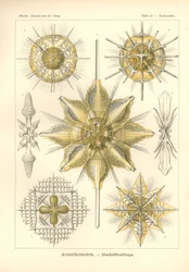 Acanthometra - Stachelstrahlinge, Pl.21 a "Kunstformen der Natur"-ból, metszett Adolf Giltsch, megjelent 1904-ben (színes litó)