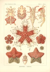 Asteridea - Sea Star, Pl.40. a "Kunstformen der Natur"-ból, Adolf Giltsch metszete, 1904-ben megjelent (színes litó)