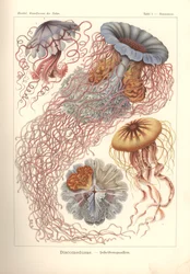 Discomedusae - korongmedúza, Pl. 8 a 
