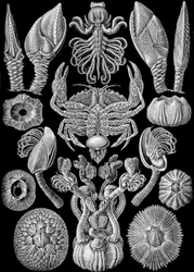 A Cirripedia illusztrációja az "Art Forms of Nature" 1904-ből (litho)