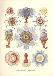 Szifonophorae – Jelly Fish, a „Kunstformen der Natur”-ból, Adolf Giltsch metszetével, 1904-ben megjelent (színes litho)