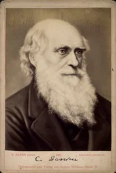 Charles Darwin, brit természettudós, 1860-1870 között