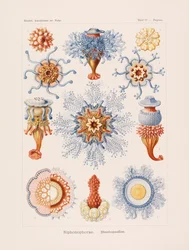A természet művészi formái, 1899-1903