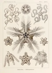 10. tábla Ophiothrix Ophiodea a "Kunstformen der Natur"-ból (Művészet a természetben), illusztrálta Ernst Haeckel (1834-1919)