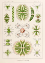 24. tábla Staurastrum Desmidiea a "Kunstformen der Natur"-ból (Művészet a természetben), illusztrálta Ernst Haeckel (1834-1919)