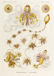 7. tábla Epibulia Siphonophorae a "Kunstformen der Natur"-ból (Művészet a természetben), illusztrálta Ernst Haeckel (1834-1919)