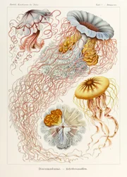 8. tábla Desmonema Discomedusae a "Kunstformen der Natur"-ból (Művészet a természetben), illusztrálta Ernst Haeckel (1834-1919)