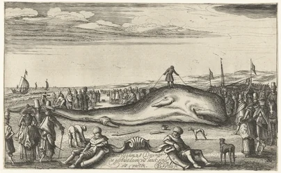 Elakadt sperma bálna Noordwijk tengerpartján, 1614
