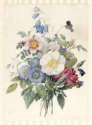 Kék őszirózsa, Rosa Spinosissima hibrid, Harebell, Viola, Cartnation és egy vadrózsa, 1820 (wc és testszín grafit körvonal felett pergamen)