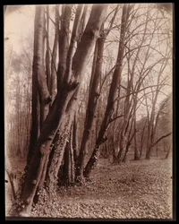 A Saint-Cloud-i park