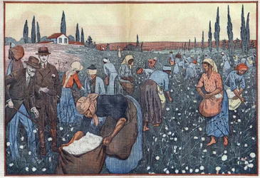 Gyapottermés, Orleanville közelében, a Chelif-völgyben, Algériában. Damblans illusztráció. A február 23-i „” Le Pelerin”-ben