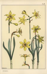 A nárcisz, Narcissus jonquilla botanikai illusztrációja, a virág részeivel