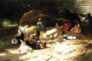 Csirke (olaj, vászon)