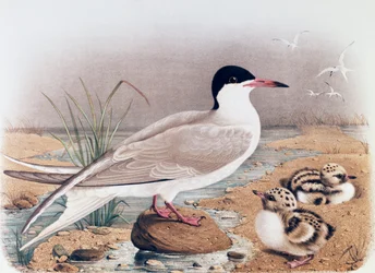 Közönséges csér (Sterna hirundo), Oscar Dressler metszete a Lombardiában fészkelő madarak természetrajzából, Eugenio Bettoni (1845-1898), Olaszország