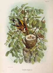 Illusztráció Eugenio Bettoni "Lombardiában fészkelő madarak természetrajza" című művéből, amely az európai aranypinty Carduelis carduelis családot képviseli, Oscar Dressler