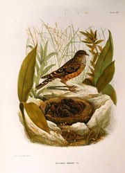Illusztráció Eugenio Bettoni "Lombardiában fészkelő madarak természetrajza" című művéből, amely az alpesi Accentor Prunella collarist ábrázolja, Oscar Dressler
