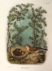 Illusztráció Eugenio Bettoni "Lombardiában fészkelő madarak természetrajza" című művéből, amely a vízipipa Anthus spinolettát ábrázolja, Oscar Dressler