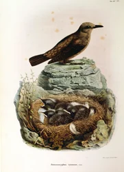 Illusztráció Eugenio Bettoni "Lombardiában fészkelő madarak természeti története" című művéből, amely a Monticola solitariust ábrázolja, Oscar Dresslertől