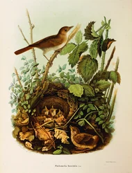 Illusztráció Eugenio Bettoni "Lombardiában fészkelő madarak természetrajza" című művéből, amely a Nightingale Luscinia megarhynchost ábrázolja, Oscar Dressler