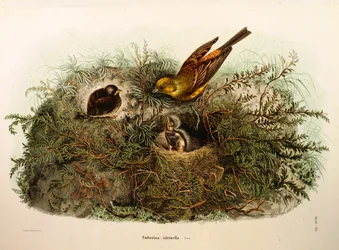 Illusztráció Eugenio Bettoni "Lombardiában fészkelő madarak természetrajza" című művéből, amely a Yellowhammer Emberiza citrinellát ábrázolja, Oscar Dressler