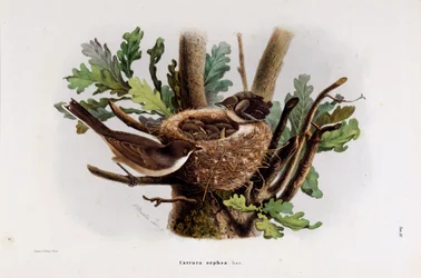 A Falvette Curruca Orphea ábrázolása (chromolitográfia