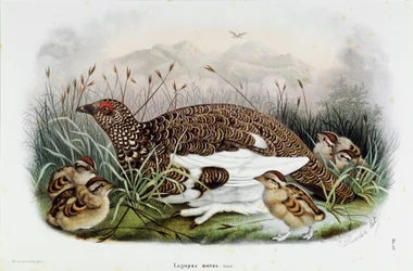 A fogoly (Partridge vagy Lagopus mutus) ábrázolása (Kromolitográfia