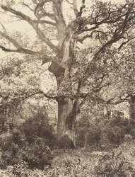 A Bodmer közelében, 1860-as évek.