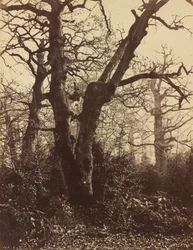 Fatanulmány, Fontainebleau, 1860.