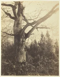 Cím nélkül [fa], c. 1860.
