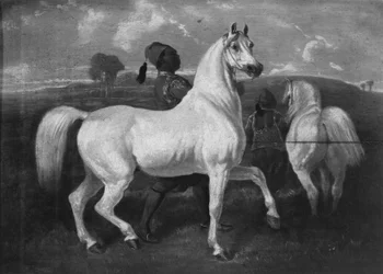Arab lovak, 19. század