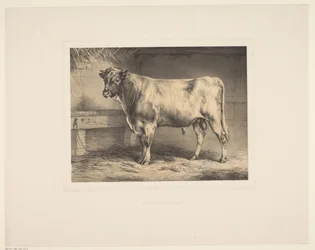 Stier Sokszínű dieren (sorozat címe) Állattanulmányok (sorozat címe)