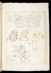 Ms 701 fl.34v, rajz, amely a Spinario hátulnézetét tartalmazza, 15. század vége (toll és tinta papíron)